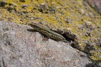 Wall lizard at Bopparder Hamm