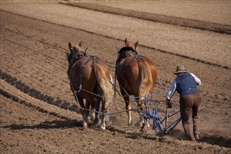 Suffolk Punch horses pull the plough