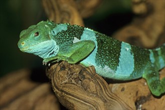 Iguana fasciata