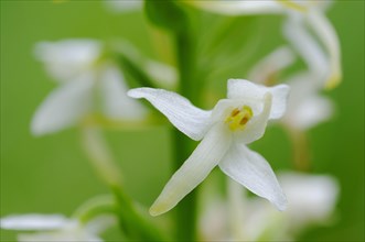 Greater Butterfly Orchid close-up of flowers