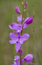 Tuberous grass-pink