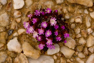 Flowering dwarf pebble flower