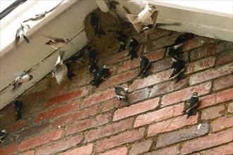 Fledglings in common house martin