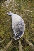 Young grey seal