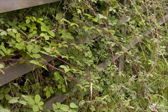 Blackberry bushes grow through fences