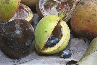 Fruits of wild nutmeg
