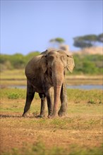 Asian sri lankan elephant