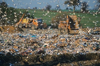 Gulls at rubbish dump