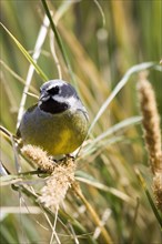 Black-throated Finch