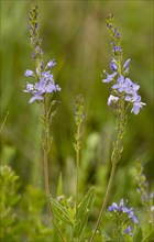 Austrian speedwell