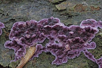 Purple layer fungus
