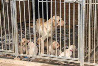 Yellow Labrador bitch with 5-week-old puppies in free-range husbandry
