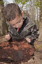 Young boy looking at woodlice on rotting log in woodland