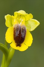 Yellow yellow ophrys