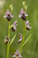Flowering aveyron ragwort