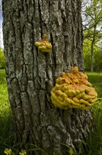 Fruiting bodies of chicken wood