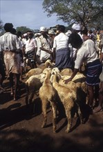 Sheep for sale in Perundurai market near Erode