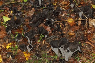 Autumn Trumpet