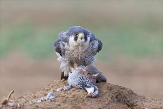 Adult peregrine falcon