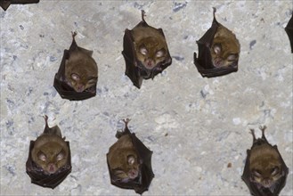 Mediterranean Horseshoe Bat