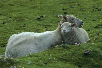 Fair Isle Sheep