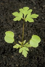 A seedling plant of herb robert
