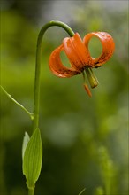 Carnic Lily