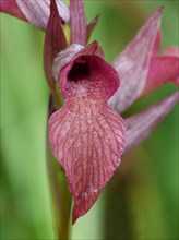 Neglected tongue orchid