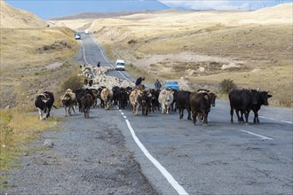Shepherd leading a group of cows and sheep down a road