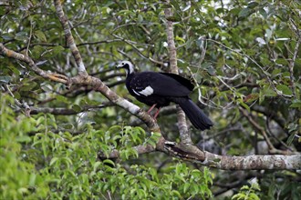 Blue-Throated Piping Guan