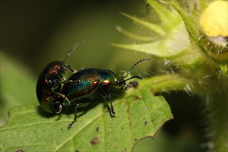 St. John's wort leaf beetle