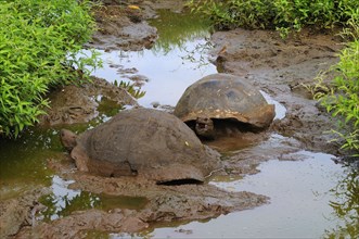 Galapagos galapagos giant tortoise