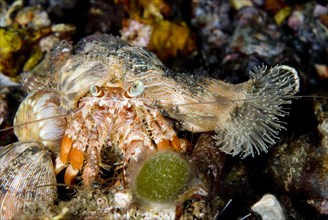 Anemone hermit crabs