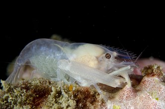 Sponge-dwelling Snapping Shrimp