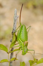 Bush-cricket