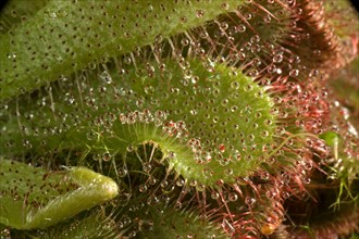 Insectivorous leaves and sticky leaf hairs of a sundew