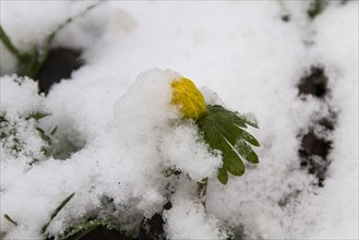 Winter Aconite blooms through snow
