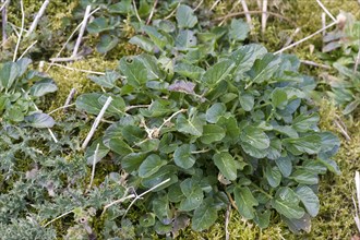 Wintercress