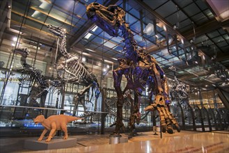 Mounted iguanadon skeletons in the dinosaur room of the Royal Belgian Institute of Natural Sciences