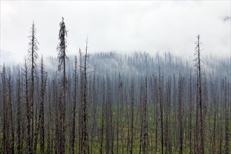 Charred lodgepole pines burned by a forest fire