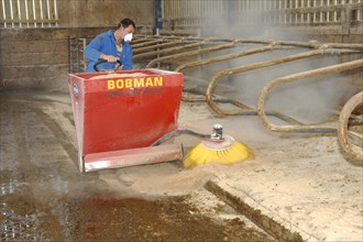 Sweeping sawdust and muck from back of cattle cubicles