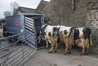 Cattle farming