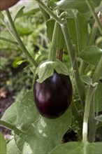 The egg plant