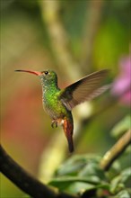 Rufous-tailed azily