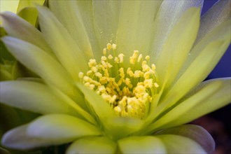 Gymnocalycium leeanum