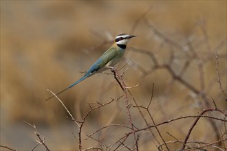 White-throated Bee Eater