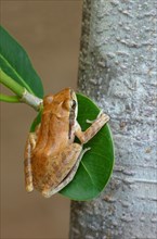 Common Indian tree frog