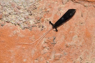 Black Silverhorn Caddisfly