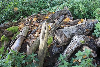 Log pile wildlife habitat in woodland