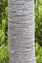 Silver tree